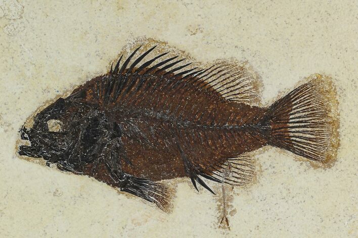 Fossil Fish (Priscacara) From Wyoming - Framed #129135
